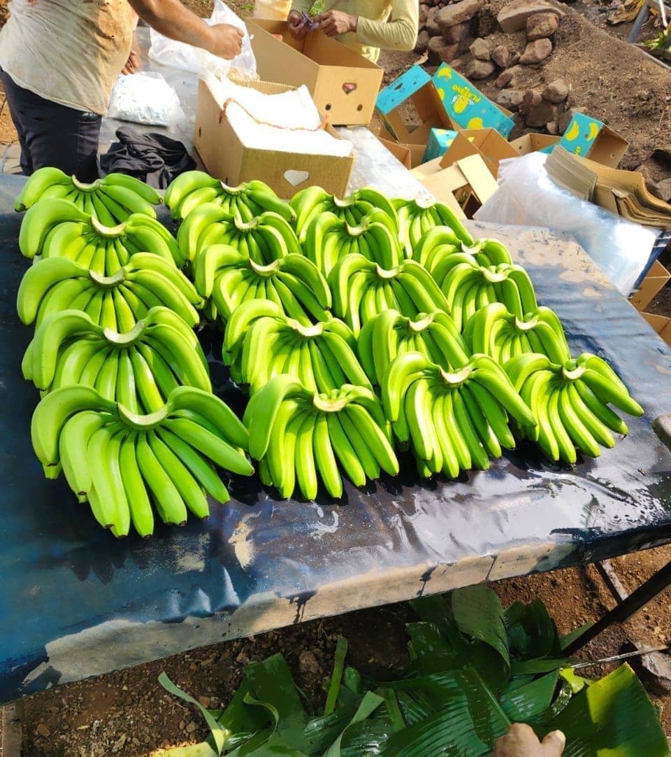 Fresh export-grade Indian fruits and vegetables graded for export — photo 1