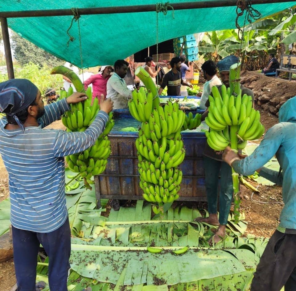 Fresh export-grade Indian fruits and vegetables graded for export — photo 2