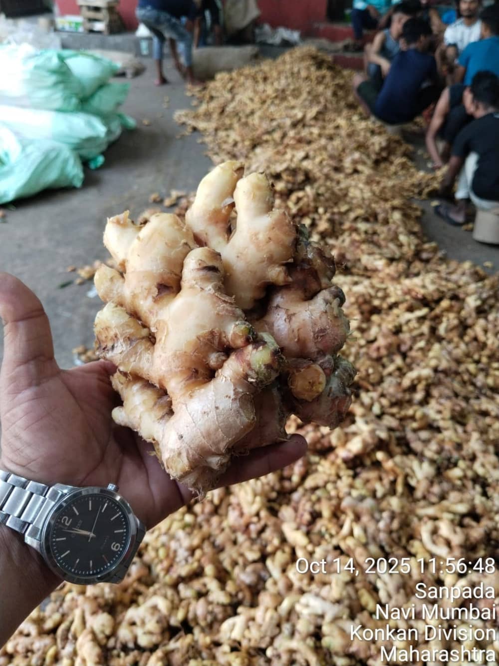 Fresh export-grade Indian fruits and vegetables graded for export — photo 11