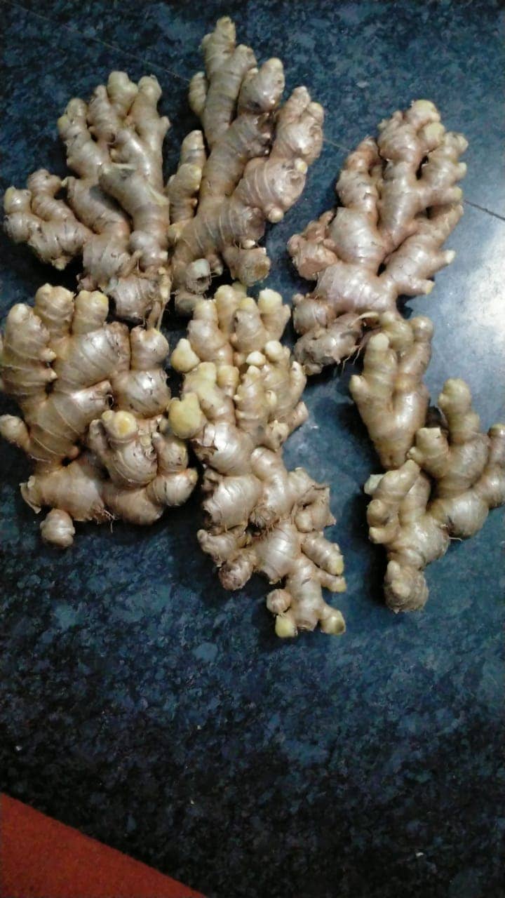 Fresh export-grade Indian fruits and vegetables graded for export — photo 13