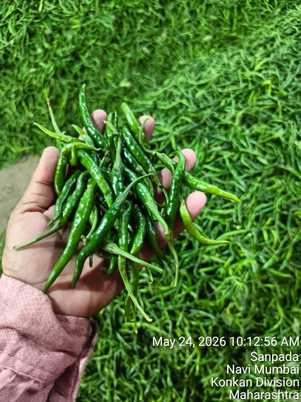Fresh export-grade Indian fruits and vegetables graded for export — photo 20