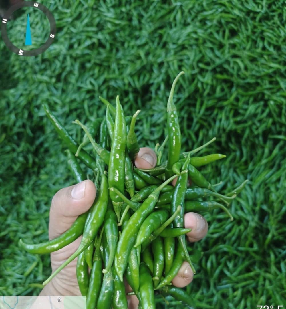 Fresh export-grade Indian fruits and vegetables graded for export — photo 21