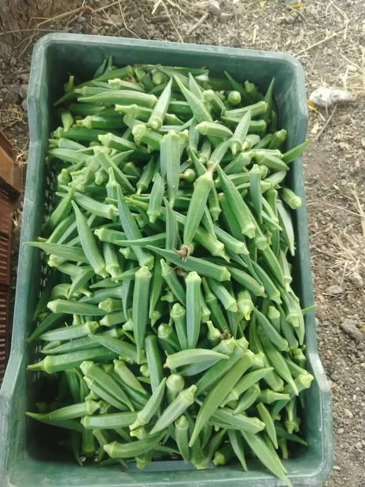 Fresh export-grade Indian fruits and vegetables graded for export — photo 28