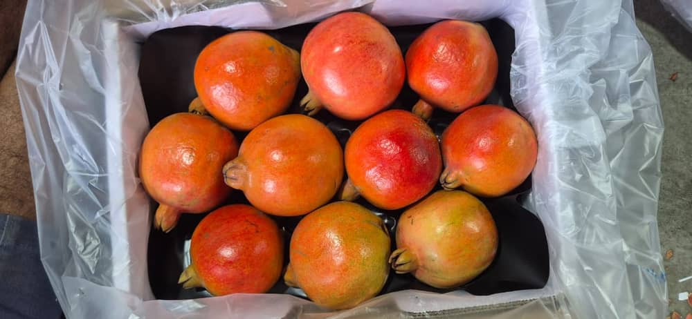Fresh export-grade Indian fruits and vegetables graded for export — photo 35