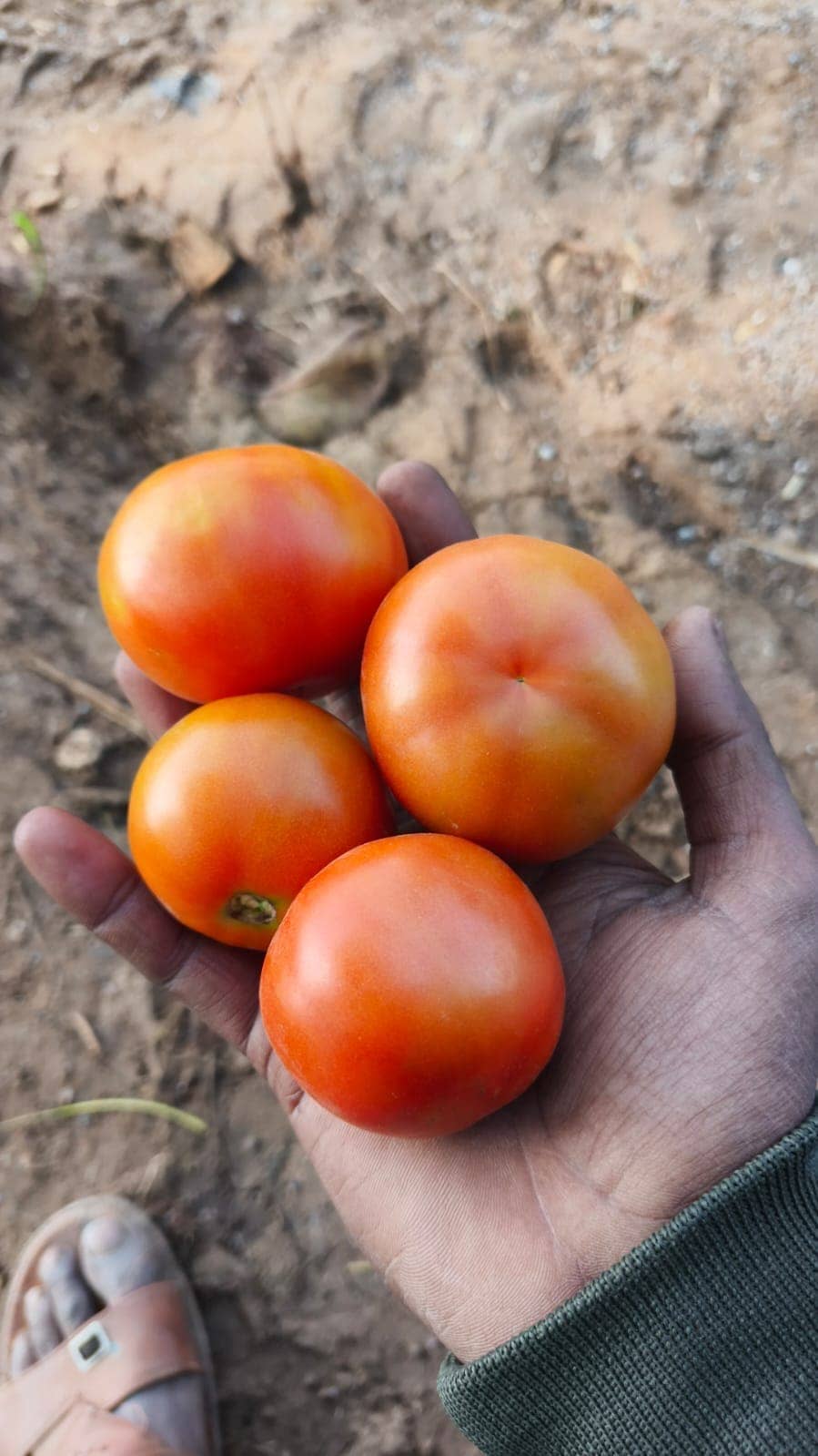 Fresh export-grade Indian fruits and vegetables graded for export — photo 38