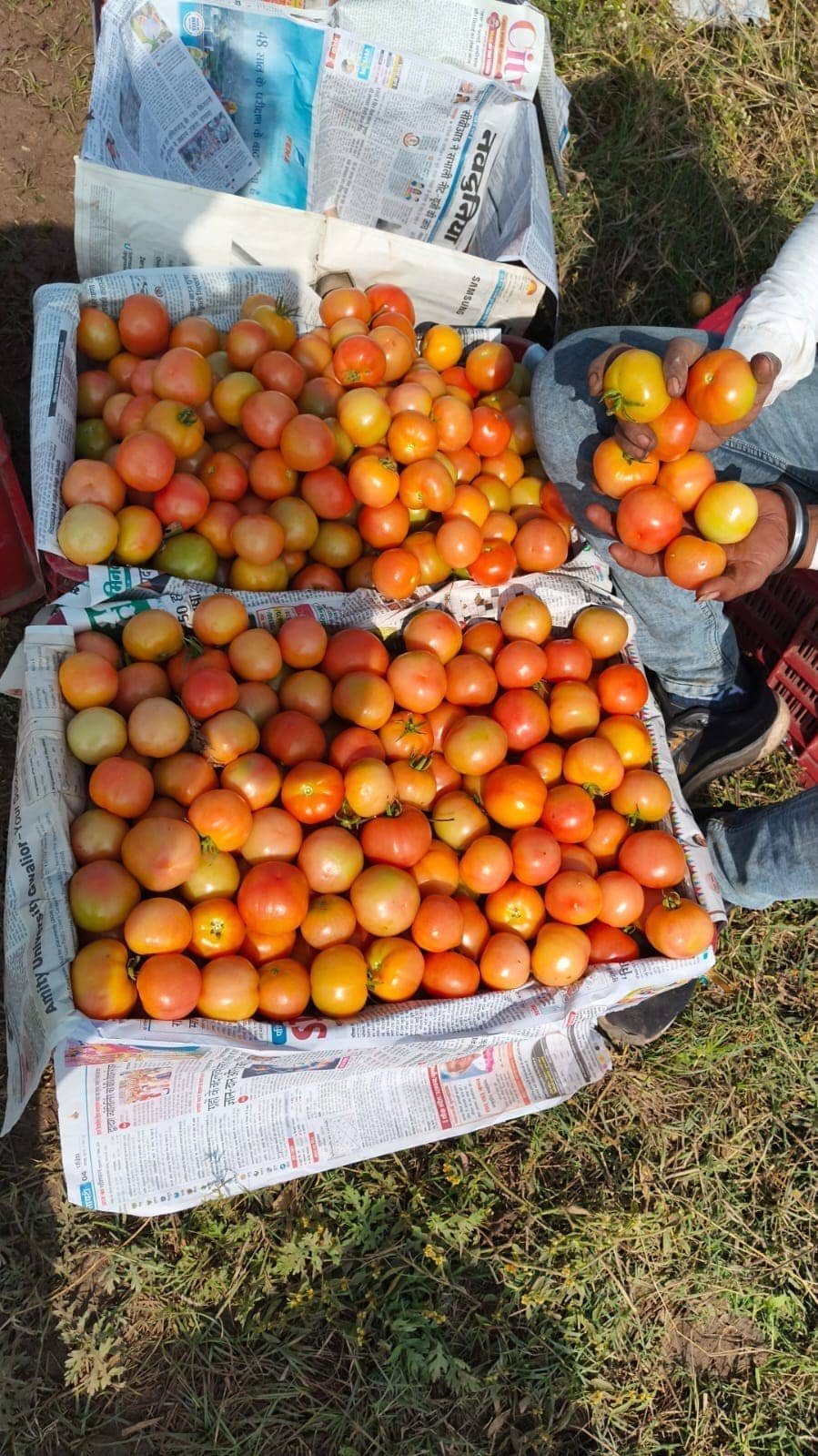 Fresh export-grade Indian fruits and vegetables graded for export — photo 39