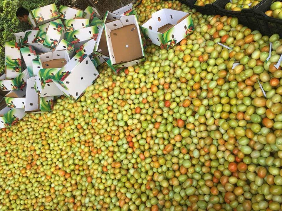 Fresh export-grade Indian fruits and vegetables graded for export — photo 40