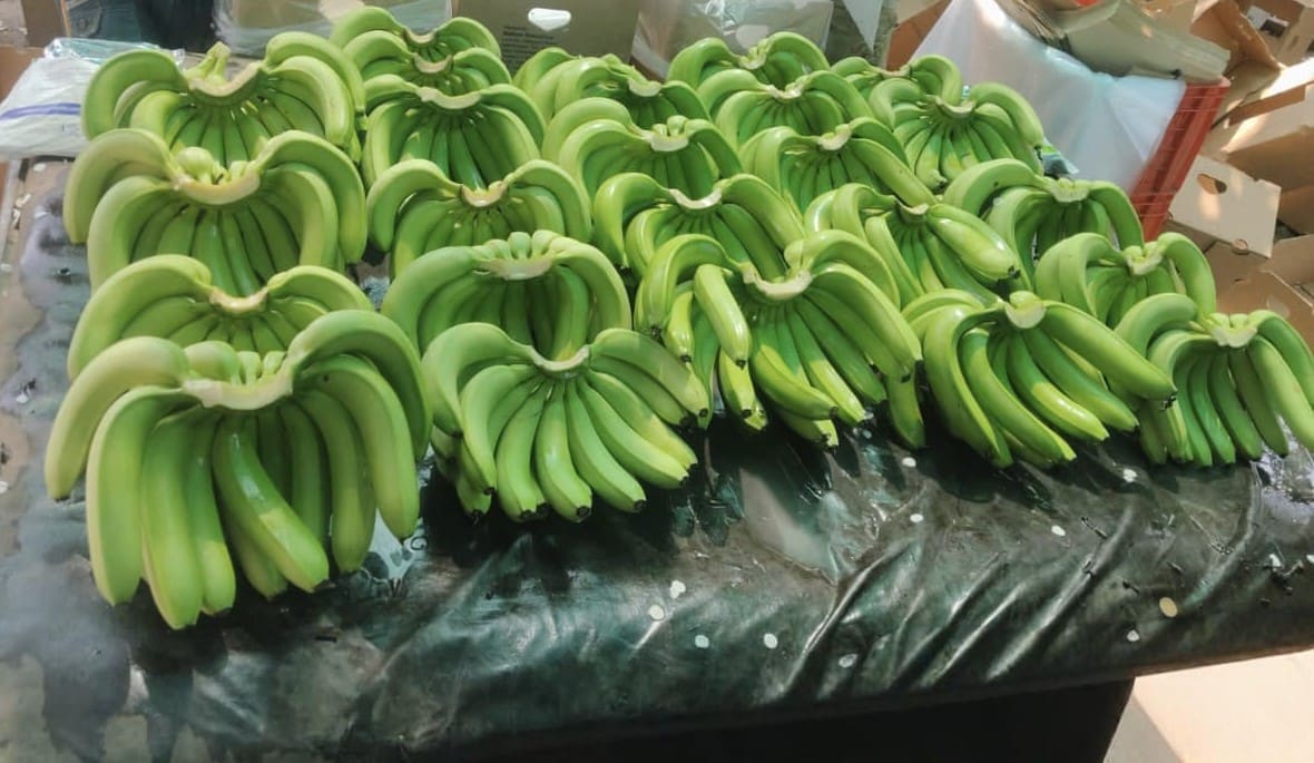 Green Cavendish G9 bananas in export cartons
