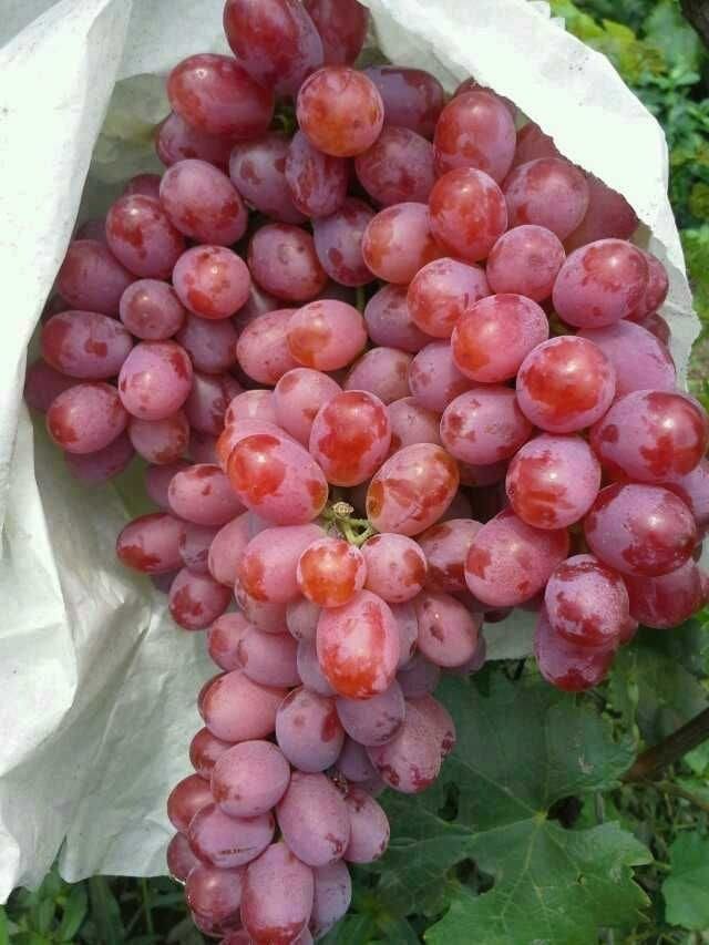 Fresh seedless Indian table grapes packed for export to Europe