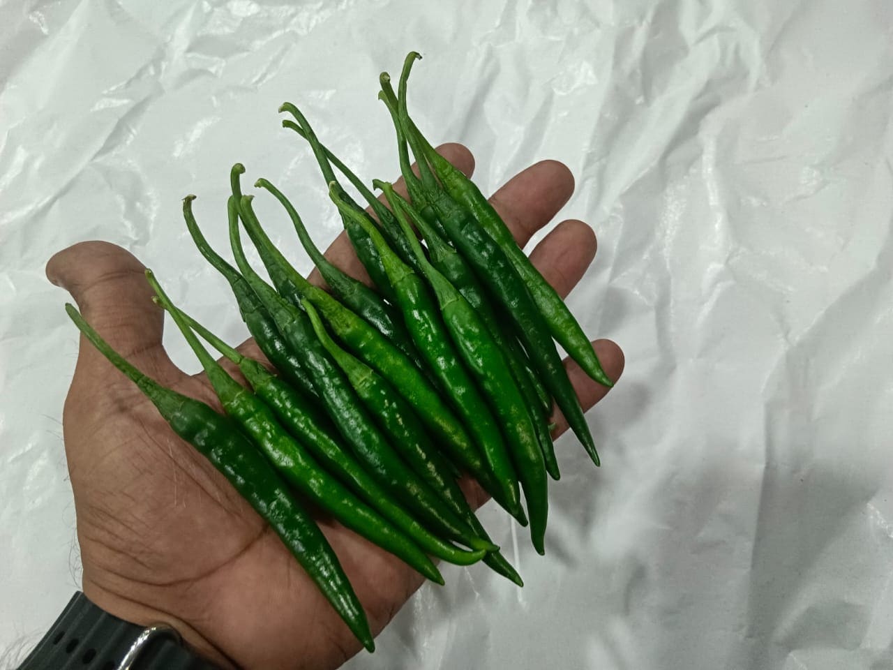 Fresh green chillies graded for bulk export