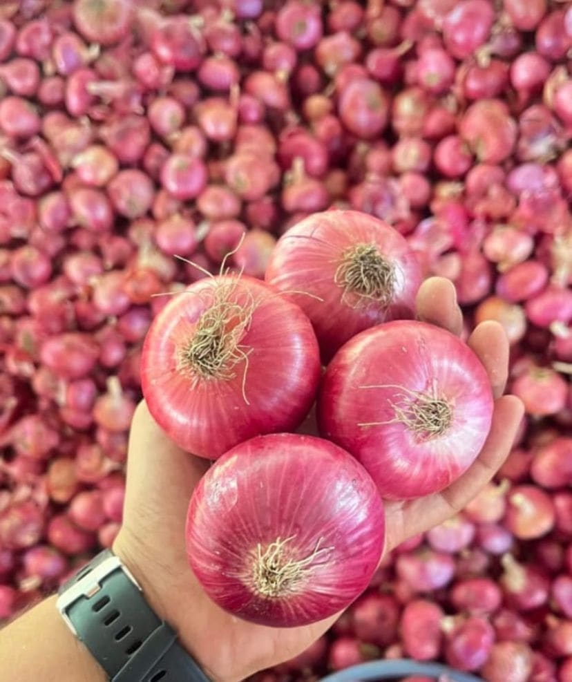 Nashik red onions graded and packed for export to the UAE