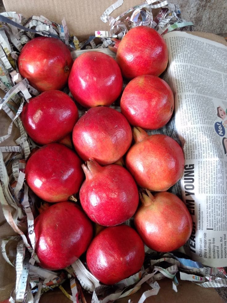 Bhagwa pomegranates with deep red arils packed for export to Qatar