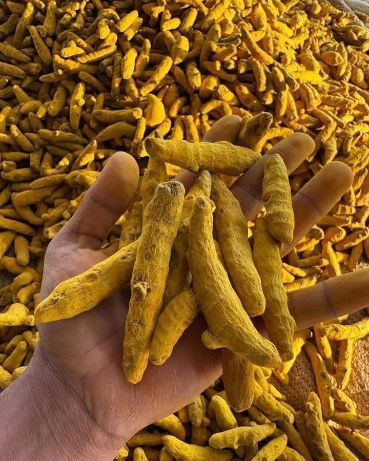 High-curcumin Indian turmeric fingers and powder for export to the USA