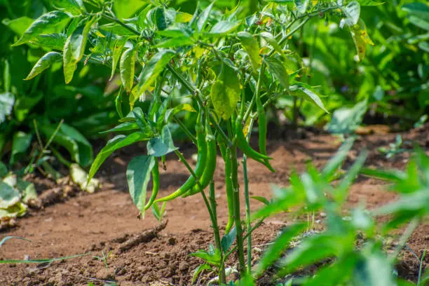 Green chilies plant