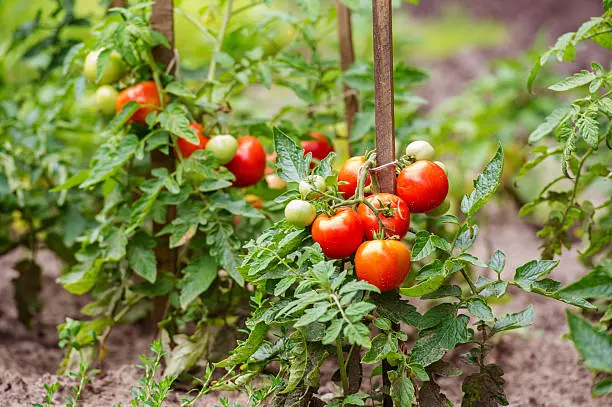 tomato plant