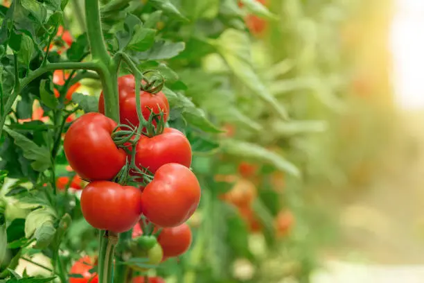 tomato 