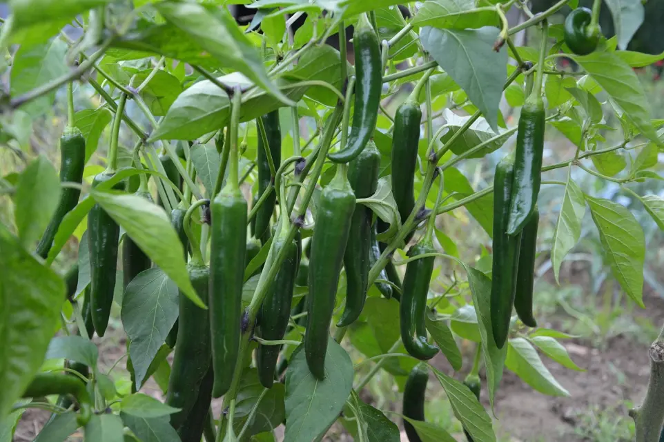 Green chilies plant