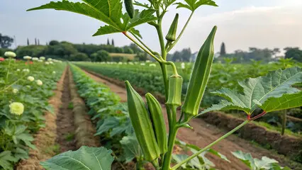 okra plant