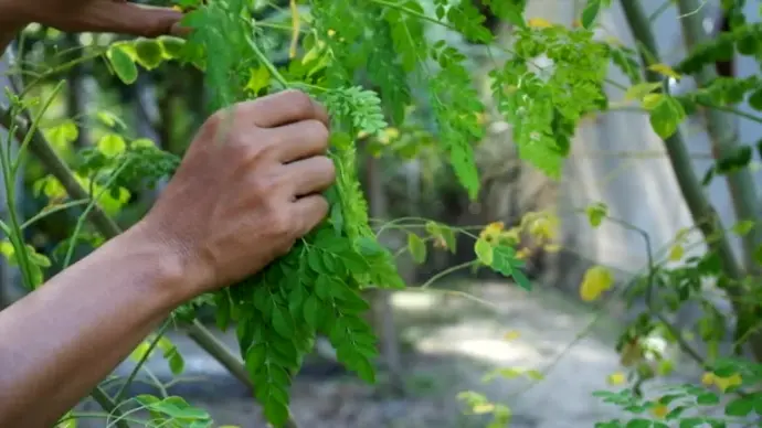 Moringa leaf