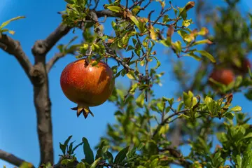 pomegranate tree