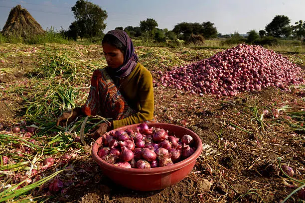 women sorting onion