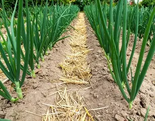 onion farm