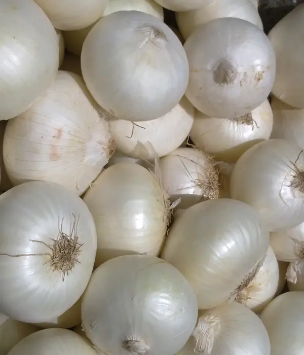 white onion