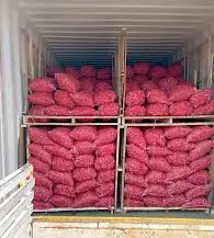 onion in container