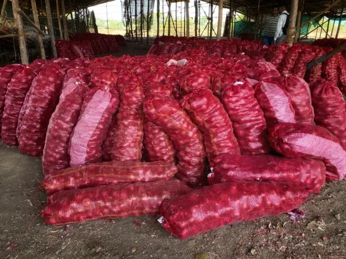 onion export packaging 