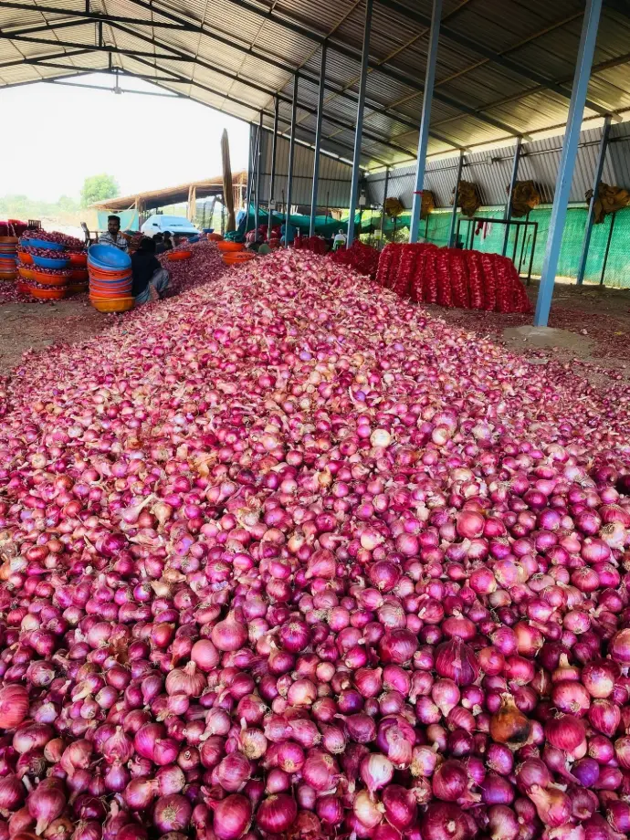 onion in warehouse