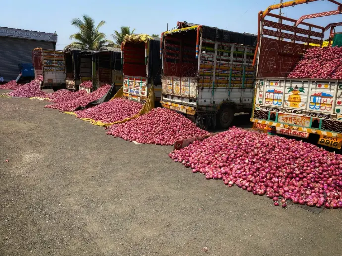 onion in market