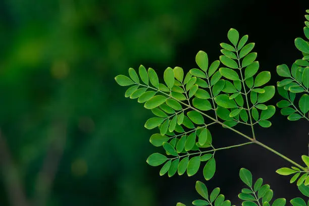 istockphoto-1222251427-612x612.webp