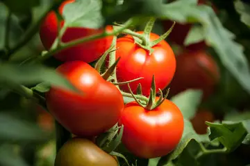 240_F_271632489_iZexHnP4LtGvDD39QvklpgrgdMeGj7PH.webp