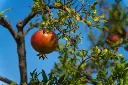 pomo tree3.webp