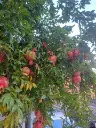 pomo tree.webp