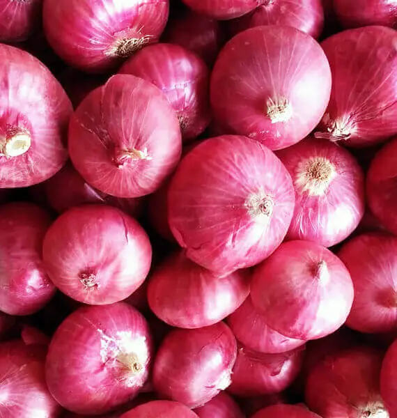 Fresh Onions