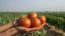 Fresh Tomatoes